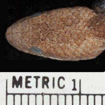 Media type: image;   Herpetology R-12141